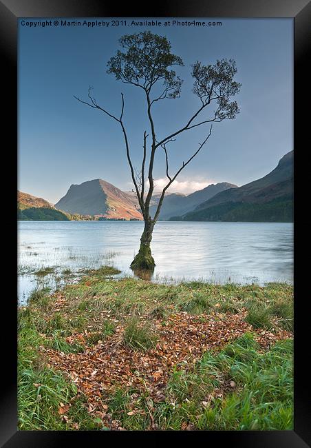 Silver Birch On Buttermere. Framed Print by Martin Appleby