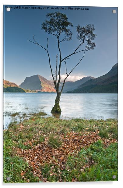 Silver Birch On Buttermere. Acrylic by Martin Appleby