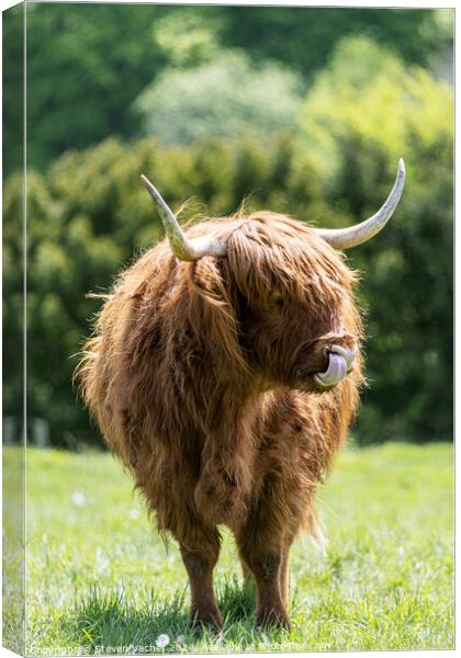 A brown highland cow standing on top of a grass covered field Canvas Print by Steven Vacher