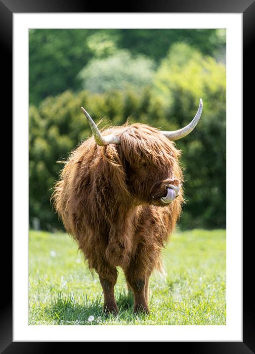 A brown highland cow standing on top of a grass covered field Framed Mounted Print by Steven Vacher