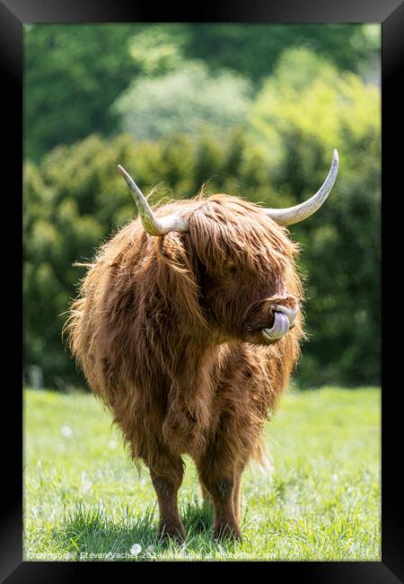 A brown highland cow standing on top of a grass covered field Framed Print by Steven Vacher