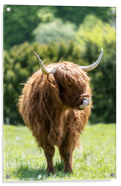 A brown highland cow standing on top of a grass covered field Acrylic by Steven Vacher