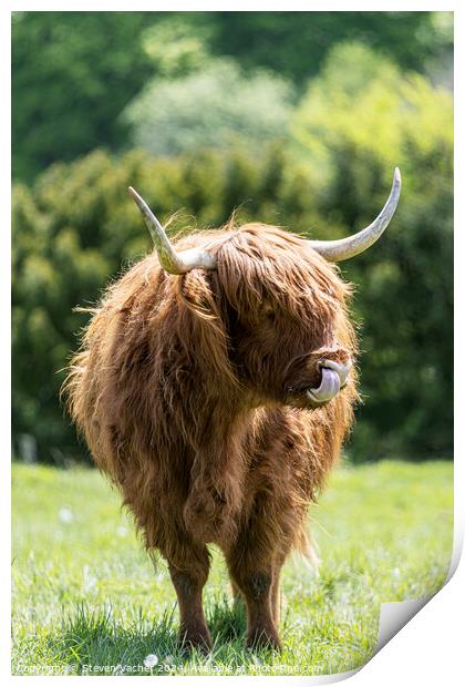 A brown highland cow standing on top of a grass covered field Print by Steven Vacher