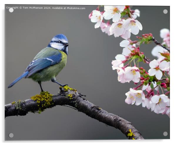 Blue Tit Acrylic by Tom McPherson