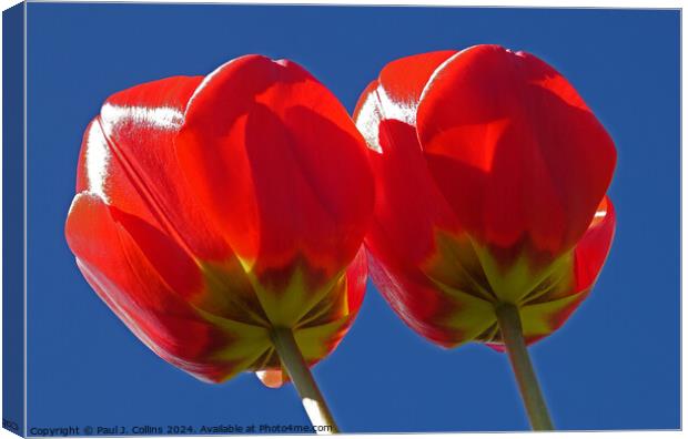 Red, Yellow and Blue Canvas Print by Paul J. Collins