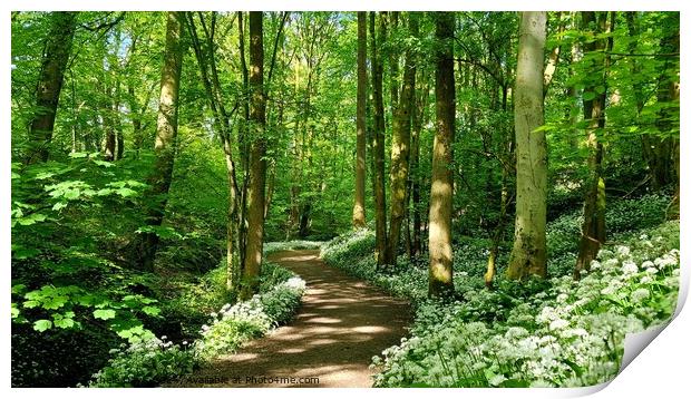 Wild Garlic Mason's Wood Print by Michele Davis