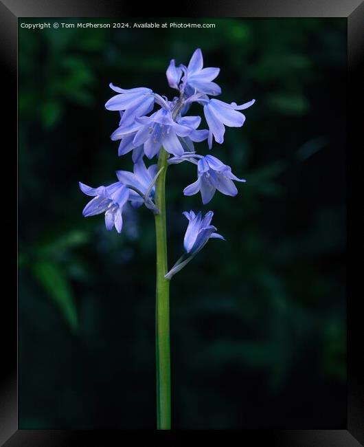 Bluebell Framed Print by Tom McPherson