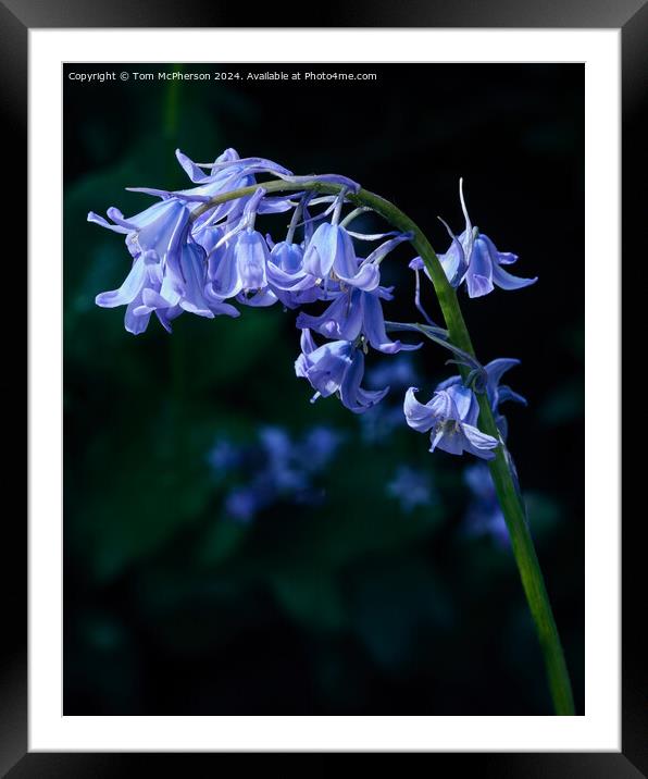 Bluebells Framed Mounted Print by Tom McPherson