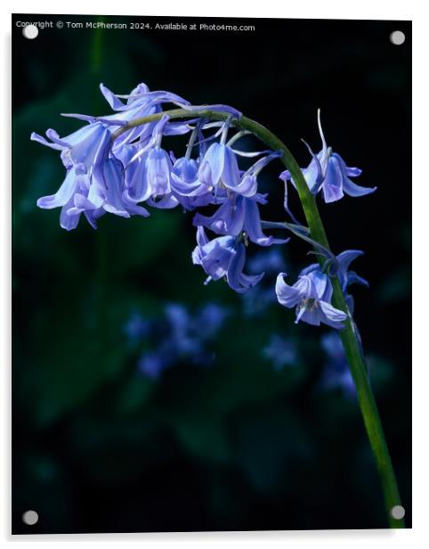 Bluebells Acrylic by Tom McPherson