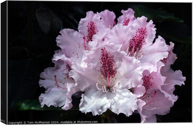 A rhododendron macro Canvas Print by Tom McPherson