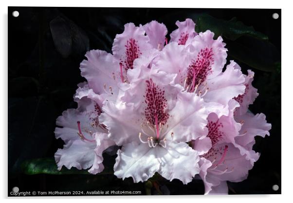 A rhododendron macro Acrylic by Tom McPherson