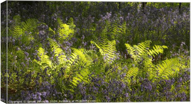 sunlit ferns and bluebells Canvas Print by Simon Johnson