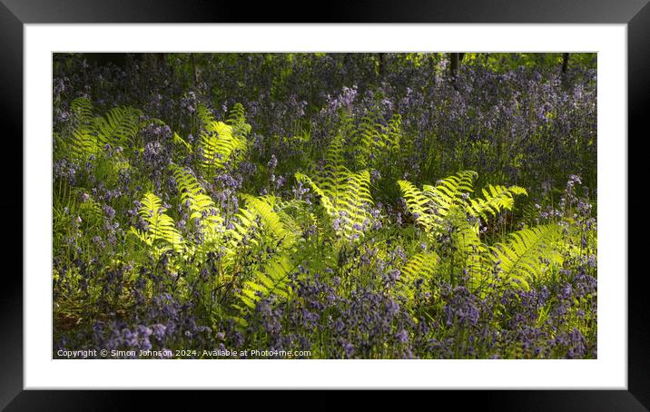 sunlit ferns and bluebells Framed Mounted Print by Simon Johnson
