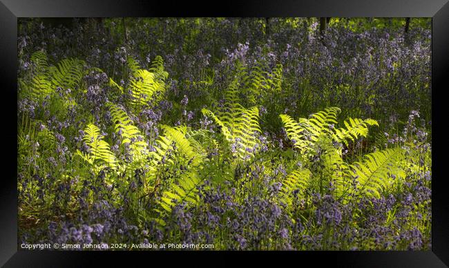 sunlit ferns and bluebells Framed Print by Simon Johnson