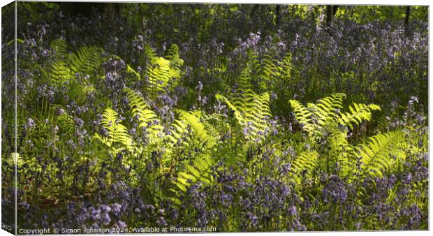 sunlit ferns and bluebells  Canvas Print by Simon Johnson