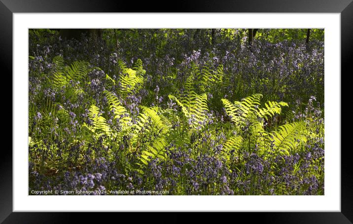 sunlit ferns and bluebells  Framed Mounted Print by Simon Johnson
