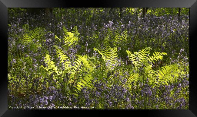 sunlit ferns and bluebells  Framed Print by Simon Johnson