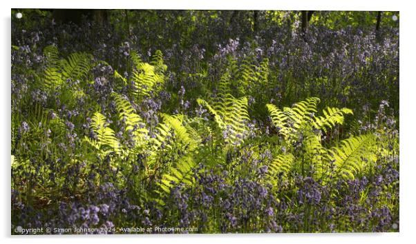 sunlit ferns and bluebells  Acrylic by Simon Johnson