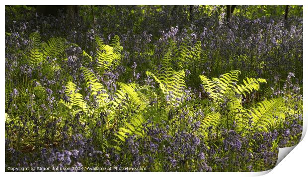 sunlit ferns and bluebells  Print by Simon Johnson