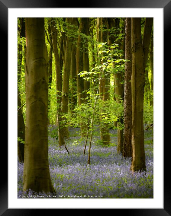 sunlit tree and. bluebell woodland  Framed Mounted Print by Simon Johnson