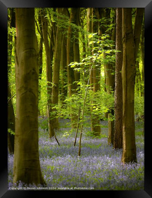 sunlit tree and. bluebell woodland  Framed Print by Simon Johnson