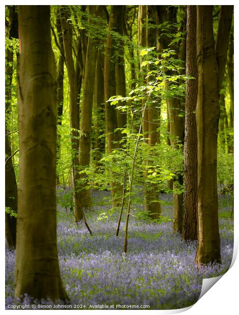 sunlit tree and. bluebell woodland  Print by Simon Johnson