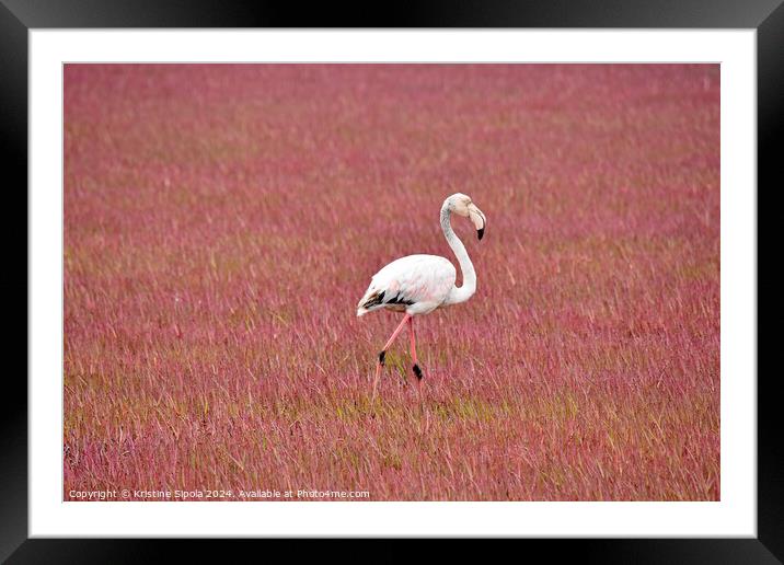 Greater Flamingo in Walvis Bay Framed Mounted Print by Kristine Sipola