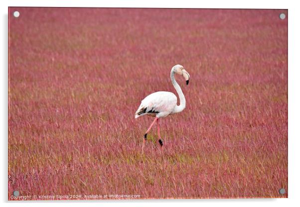 Greater Flamingo in Walvis Bay Acrylic by Kristine Sipola