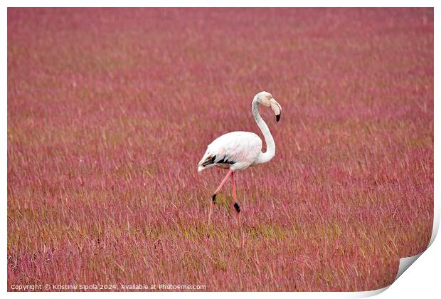 Greater Flamingo in Walvis Bay Print by Kristine Sipola