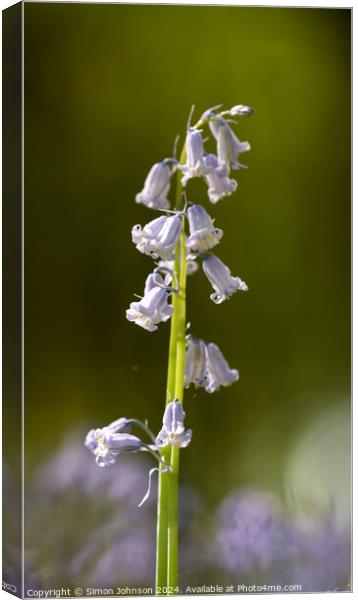 Bluebell flower Canvas Print by Simon Johnson