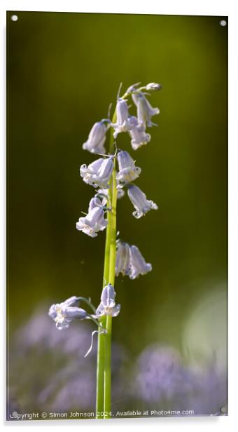 Bluebell flower Acrylic by Simon Johnson