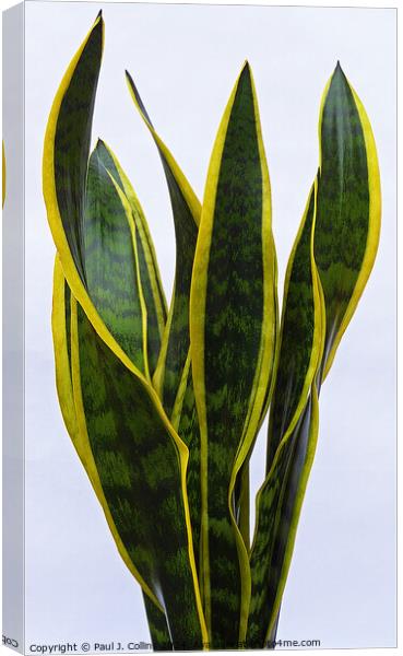 Variegated Snake Plant Canvas Print by Paul J. Collins