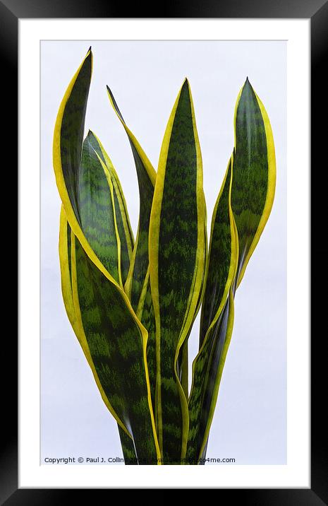 Variegated Snake Plant Framed Mounted Print by Paul J. Collins