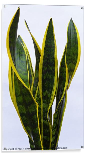 Variegated Snake Plant Acrylic by Paul J. Collins