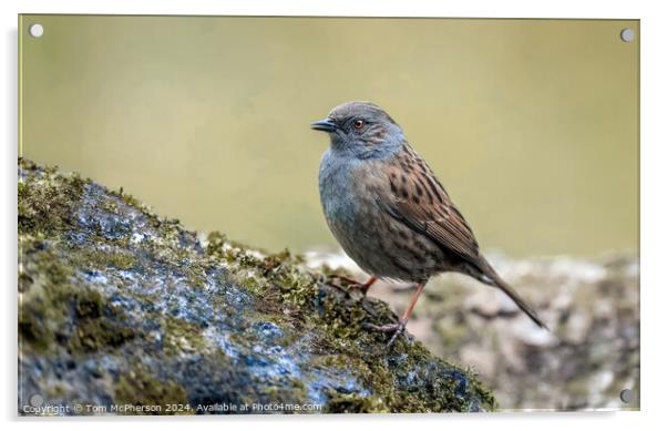 Dunnock Acrylic by Tom McPherson