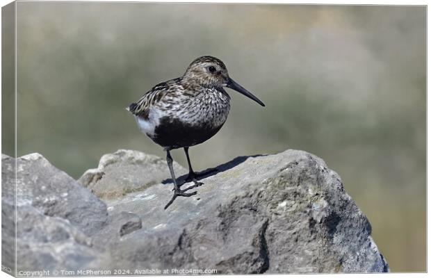 Dunlin Canvas Print by Tom McPherson