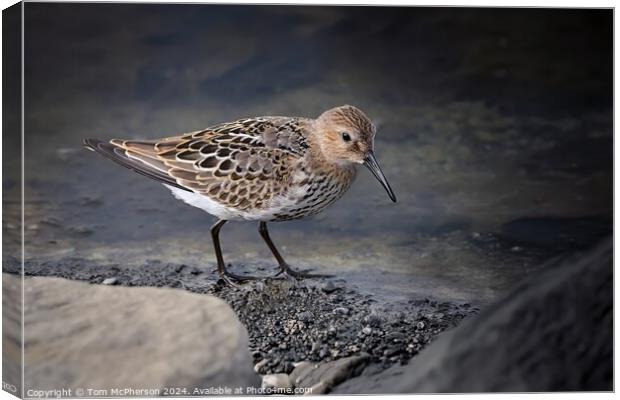 Dunlin Canvas Print by Tom McPherson