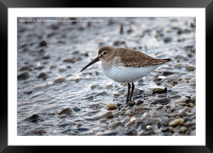 Dunlin Framed Mounted Print by Tom McPherson