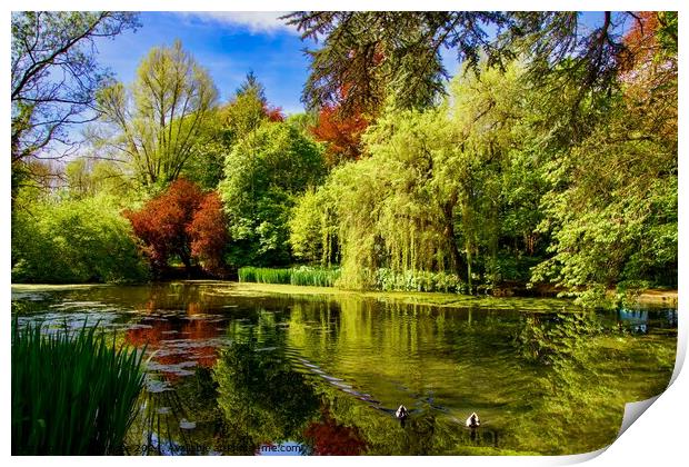 Spring Pond in the Cotswolds Print by Alice Rose Lenton