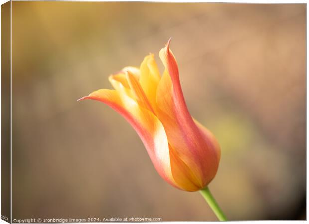 Orange tulip Canvas Print by Ironbridge Images