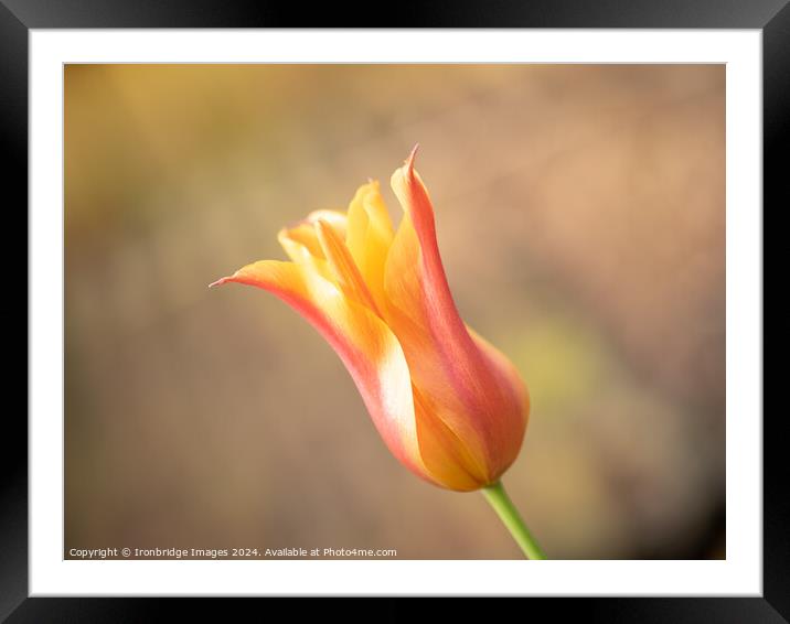 Orange tulip Framed Mounted Print by Ironbridge Images