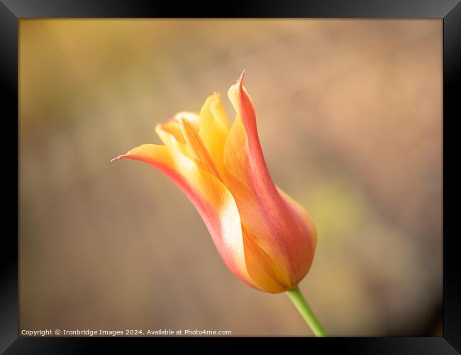 Orange tulip Framed Print by Ironbridge Images