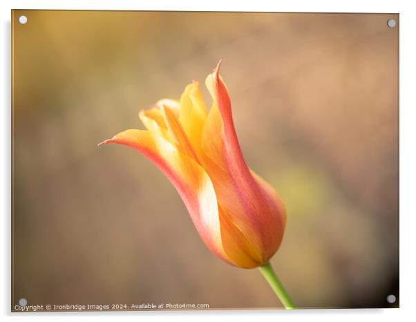Orange tulip Acrylic by Ironbridge Images