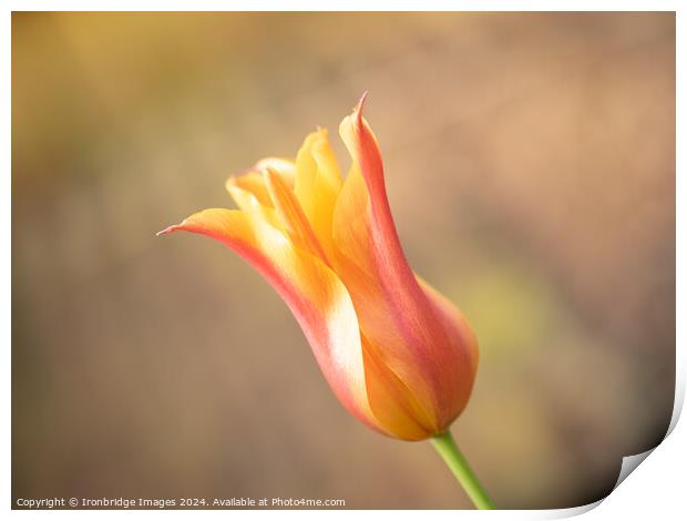 Orange tulip Print by Ironbridge Images