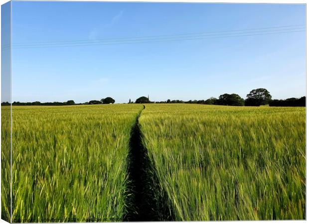 Outdoor field Canvas Print by Oliver Hull