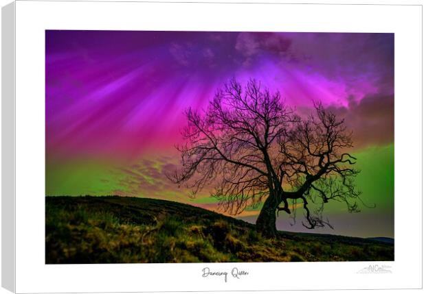 Dancing Queen. Aurora over lone tree  Canvas Print by JC studios LRPS ARPS