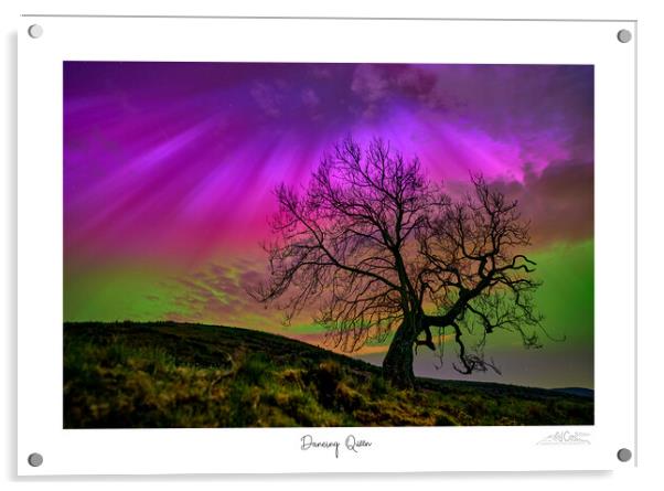 Dancing Queen. Aurora over lone tree  Acrylic by JC studios LRPS ARPS