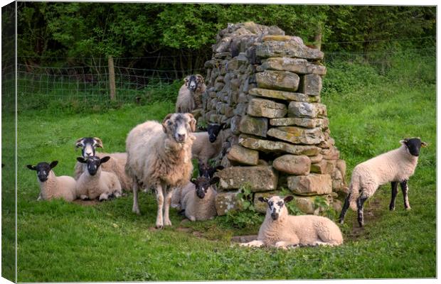 Swaledale Sheep Canvas Print by Tim Hill