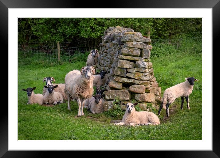 Swaledale Sheep Framed Mounted Print by Tim Hill