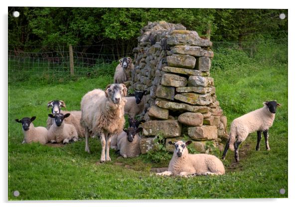 Swaledale Sheep Acrylic by Tim Hill